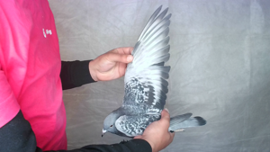 Pigeon image