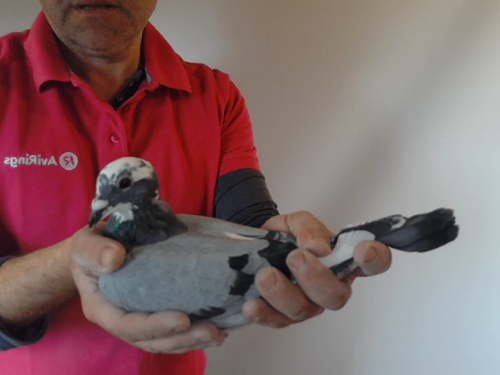 Pigeon image