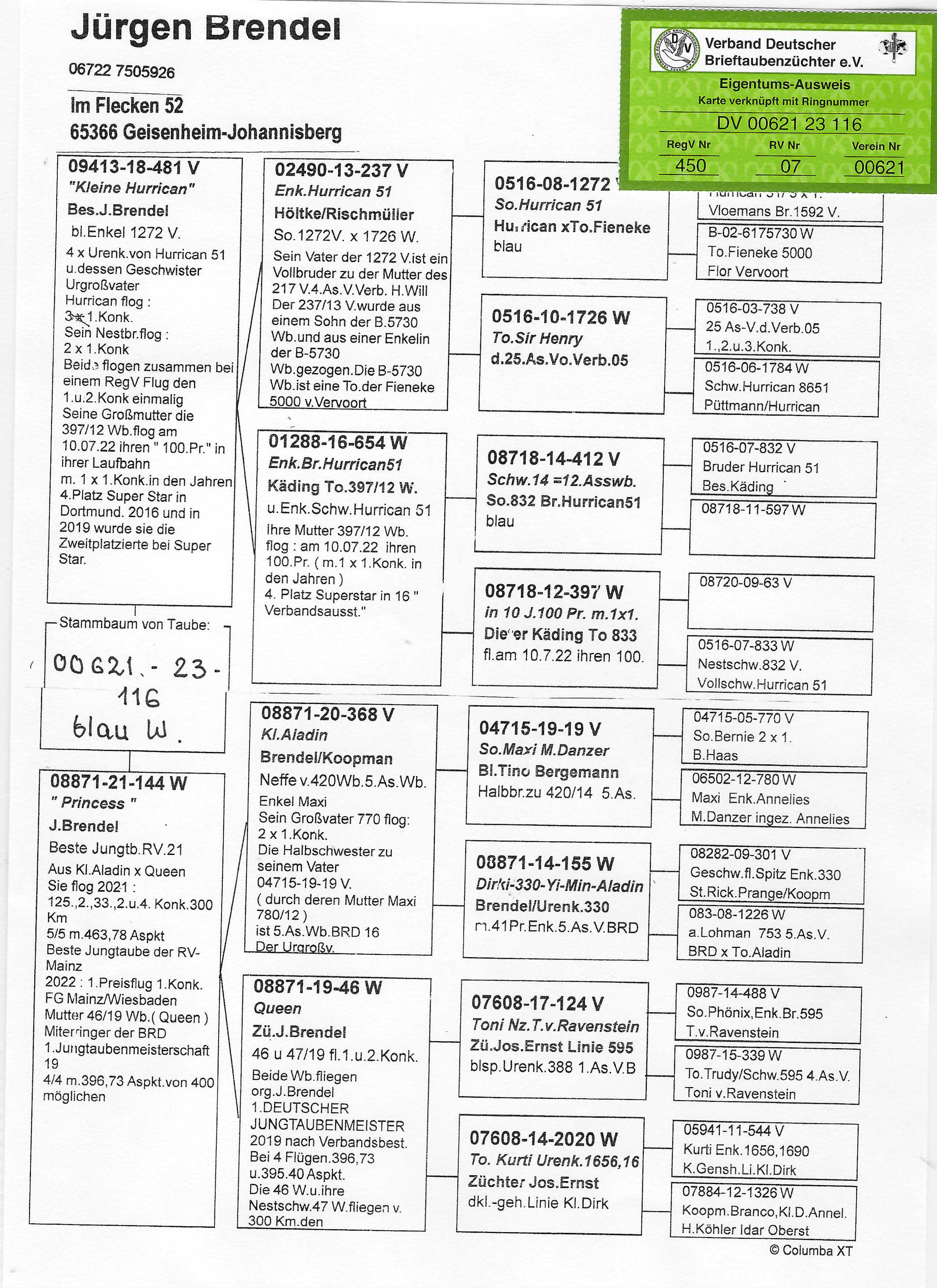 Pigeon pedigree image