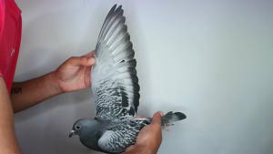 Pigeon image