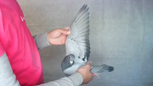 Pigeon image
