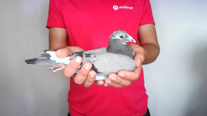 Pigeon image