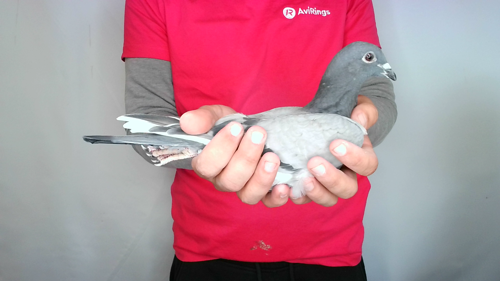 Pigeon image