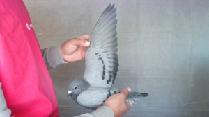 Pigeon image
