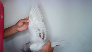 Pigeon image