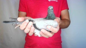 Pigeon image