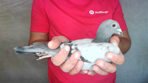 Pigeon image