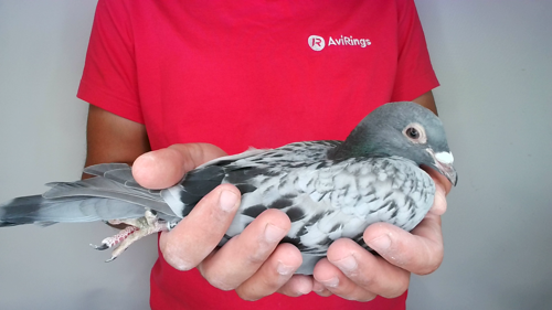 Pigeon image