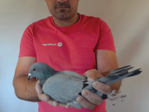 Pigeon image