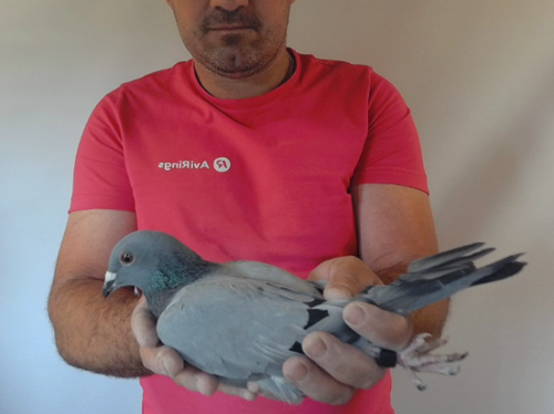 Pigeon image