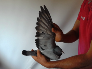 Pigeon image