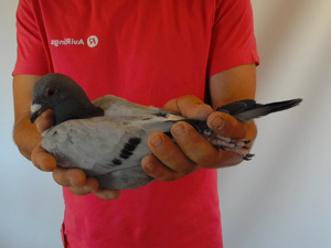 Pigeon image