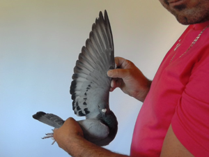 Pigeon image