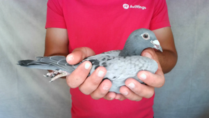 Pigeon image