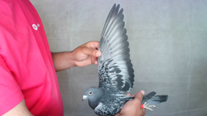 Pigeon image