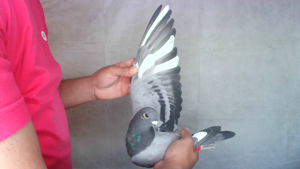 Pigeon image