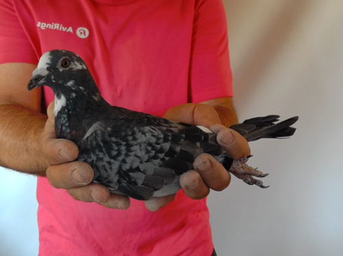 Pigeon image