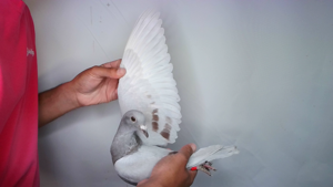 Pigeon image