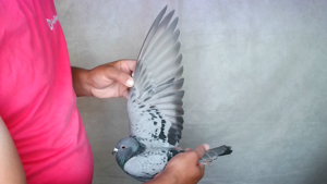 Pigeon image