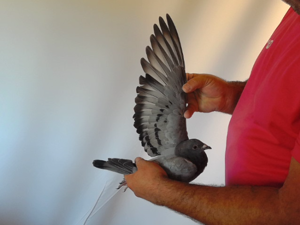 Pigeon image
