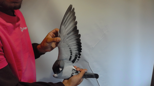 Pigeon image