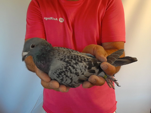 Pigeon image