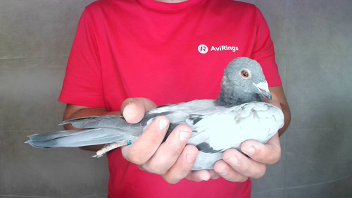 Pigeon image
