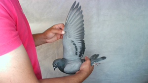 Pigeon image
