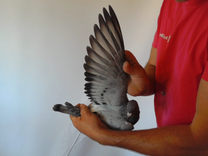 Pigeon image