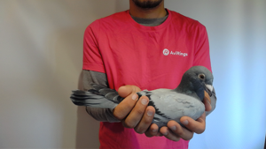 Pigeon image