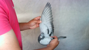 Pigeon image