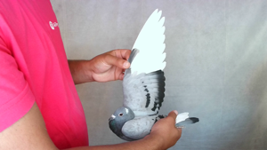 Pigeon image