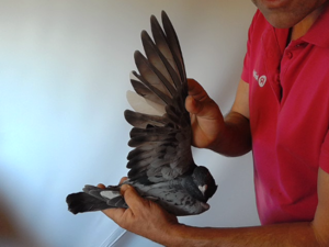 Pigeon image