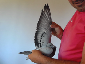 Pigeon image