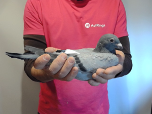 Pigeon image