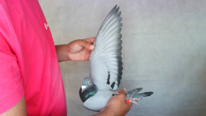 Pigeon image