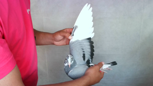 Pigeon image