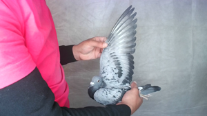 Pigeon image