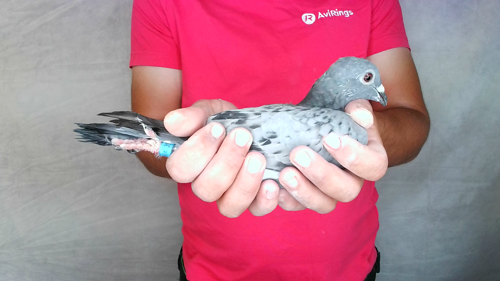 Pigeon image