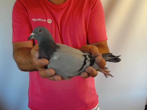 Pigeon image