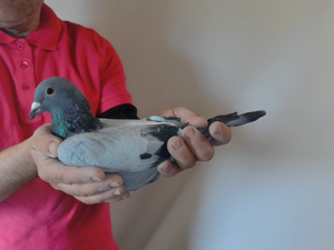 Pigeon image