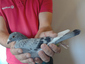 Pigeon image