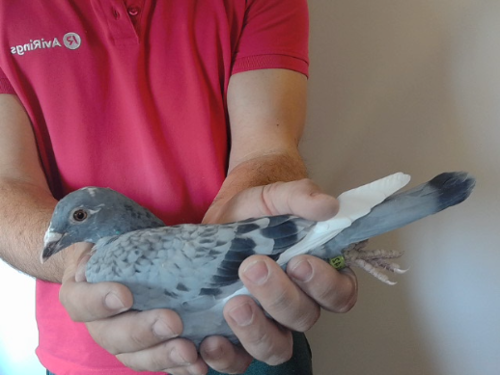 Pigeon image