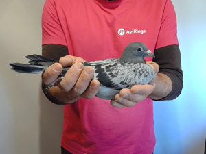 Pigeon image