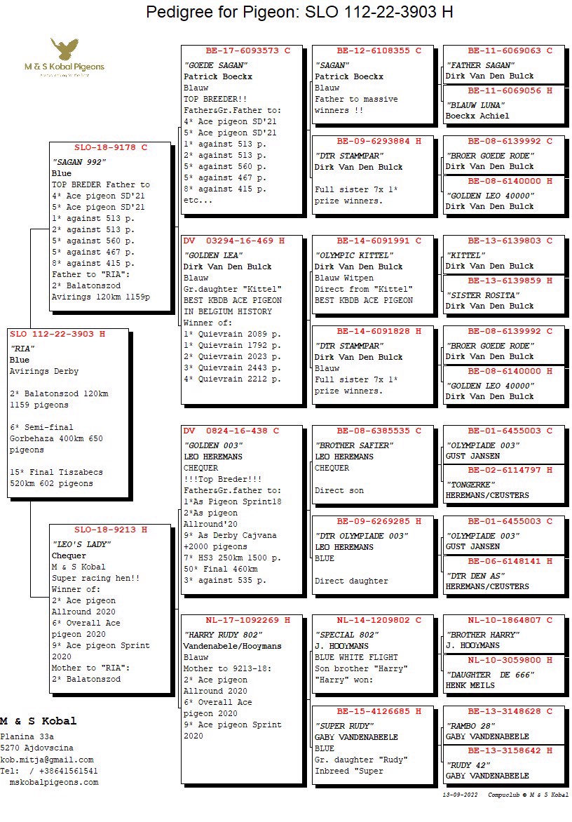 Pigeon pedigree image