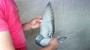 Pigeon image