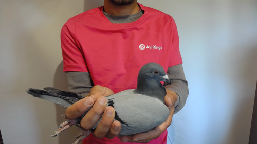 Pigeon image