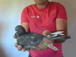 Pigeon image