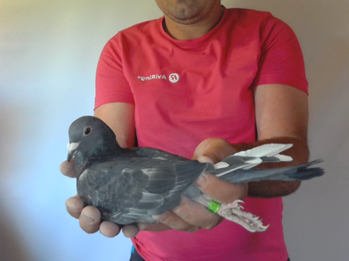 Pigeon image