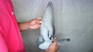 Pigeon image